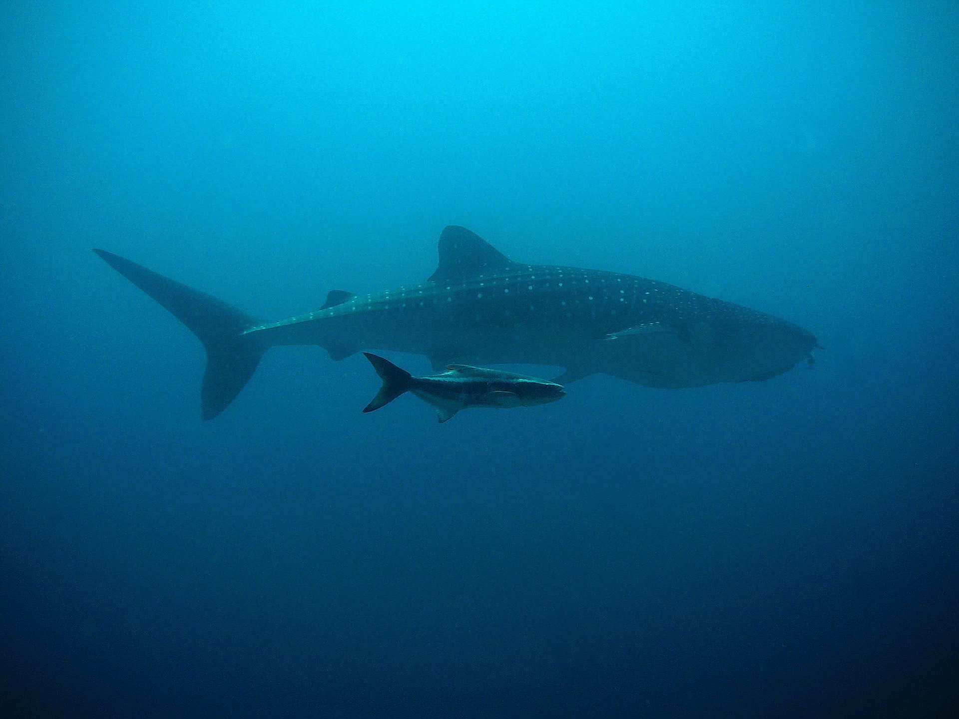 Header Galapagos Ecuadoors