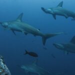 hammerhead-shark-5024671